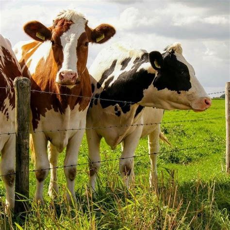 लंपी से भी खतरनाक है ये बीमारी, ले लेती है पशुओं की जान - Animals lose ...