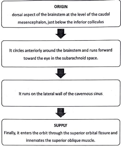 Descending Pathways: Neuroanatomy - Medical Science Optional Notes for ...