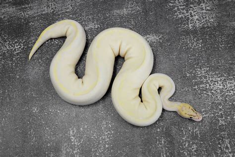 Image result for Ivory Enchi Ball Python