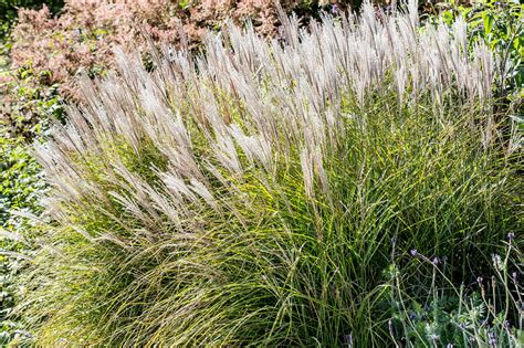 Perennial Grasses 9 Best Drought Tolerant Ornamental Grasses