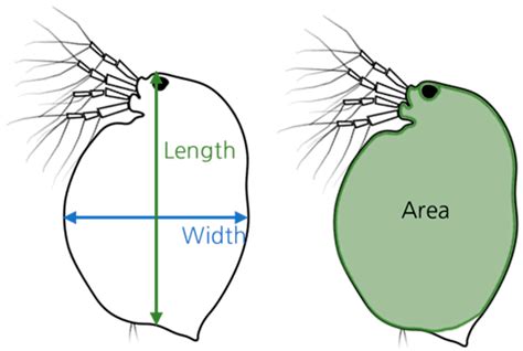 Optimal Method for Biomass Estimation in a Cladoceran Species, Daphnia ...