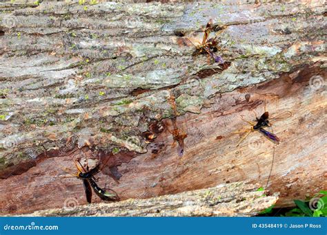 Giant Ichneumon Wasps in Illinois Stock Image - Image of america, tree ...
