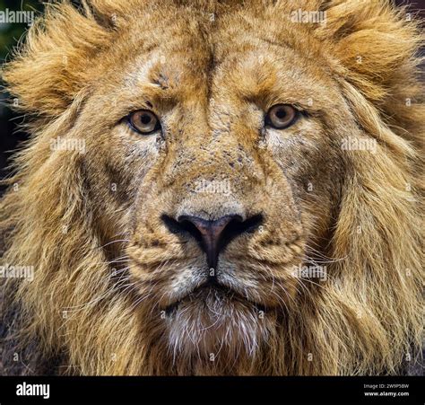 Frontal Close up view of a male Asiatic lion (Panthera leo persica ...