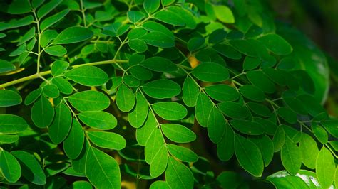 Malunggay Leaves