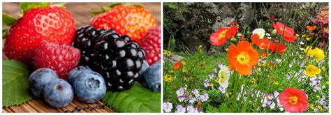 Experiment to prove leaves other than green in colour also undergo ...