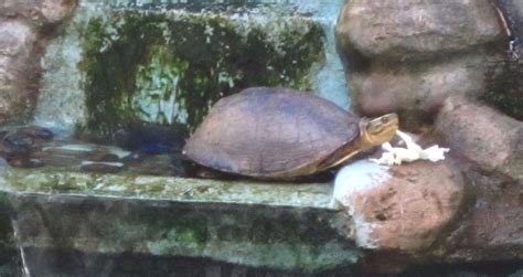 Image result for malayan box turtle setup