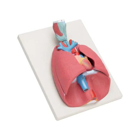 Buy Human Heart Lungs & Larynx Model – 7-Part Advanced Dissection for