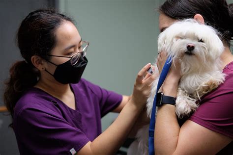 Home - Kaua’i Humane Society