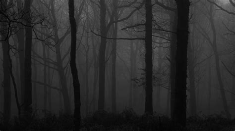 Download wallpaper 2048x1152 forest, fog, bw, trees, dark ultrawide ...
