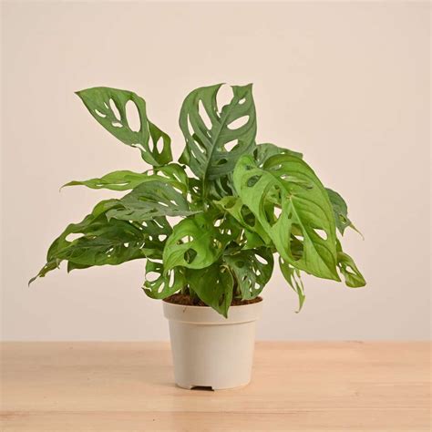 Buy Broken Heart Plant - Symbolic Indoor Beauty – Ugaoo