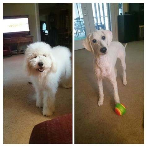 Shaved Goldendoodle Photos