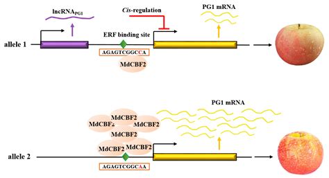 Promoter Variation of the Key Apple Fruit Texture Related Gene MdPG1 ...