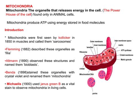 Who Discovered Mitochondria