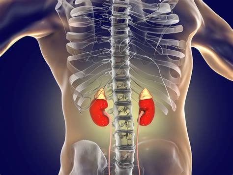 Kidney Health: ఈ లక్షణాలు కనిపిస్తే కిడ్నీలు డేంజర్‌లో ఉన్నట్లే.. ముందే ...