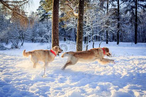 两只轻小狗在冬高清图片下载-正版图片502897191-摄图网