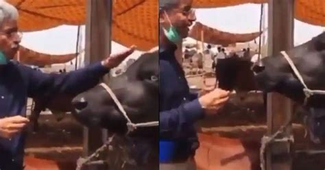 Amin Hafeez Viral Video | Pakistani Reporter Interviews Buffalo On Eid