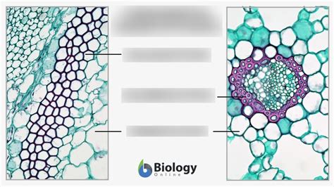 Stem Cells Science 的图像结果