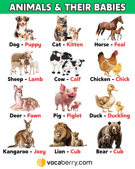 Animals and Their Babies' Names in English