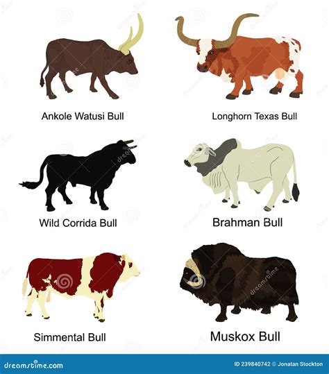 Ox Images Bull