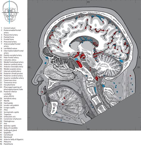 Brain Sagittal View