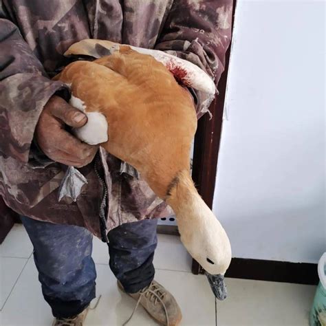 张北公会镇两村民救助一只翅膀受伤的大鸟，竟然是国家二级保护动物“赤麻鸭”_公会镇_救助_大鸟