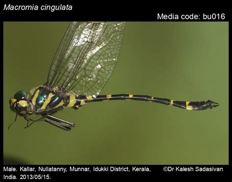 Macromia cingulata Rambur, 1842 - | Odonata