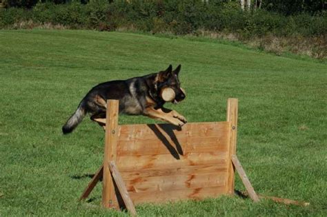 German Shepherd Training Equipment | PETSIDI