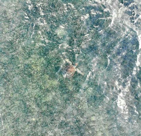 Sea Turtle Camouflage in Ocean