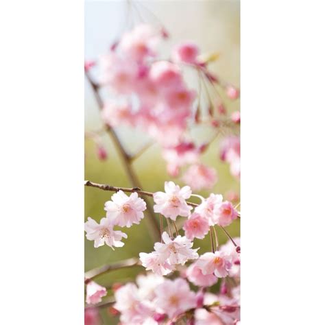 Cherry Blossoms - Wall Mural | wall-art.com
