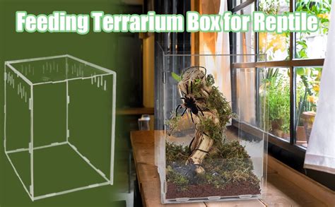 winemana Small Reptile Jumping Spider Terrarium Enclosure, 8" x 4" x 4 ...