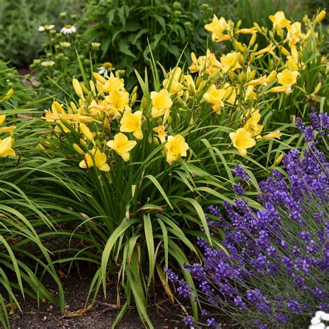 Hemerocallis 'happy Returns' Daylily 3 Bare Root - Etsy
