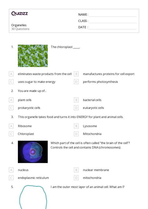 50+ plant parts and their functions worksheets for 11th Class on ...