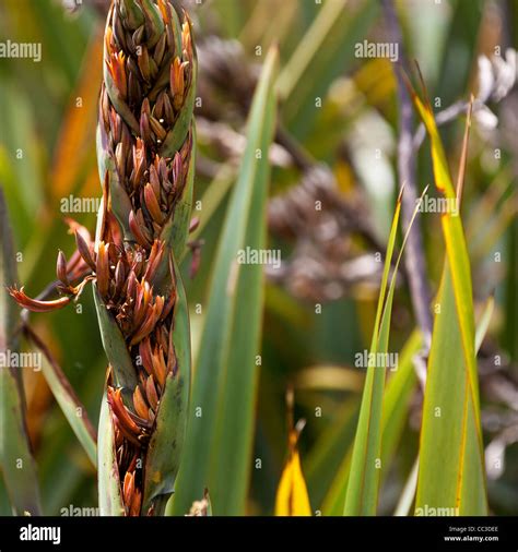 New Zealand plant Flax ( phormium ) beautiful flowers at kare kare ...