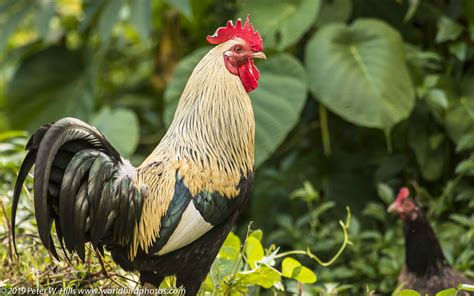 Junglefowl Red (Gallus gallus) male - Polynesia - World Bird Photos