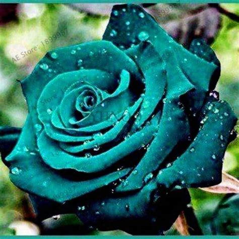 300seeds Rose Flowers Seeds Rare Colors Decoration Plants In Home ...