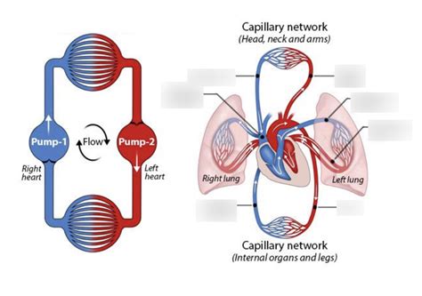 Image result for Blood Circulation Flow Chart