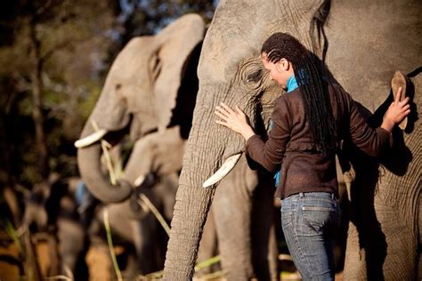 Enthralling Encounter: Elephant Whispers Delivers Unforgettable ...