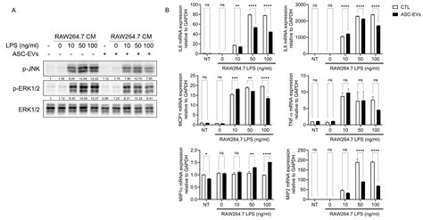 ASC-Derived Extracellular Vesicles Suppress Macrophage-Driven ...