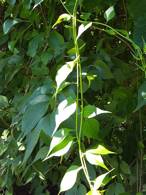 Winning the Battle Over Invasive Climbing Vines