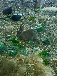 Image result for Cute Rabbit Photos