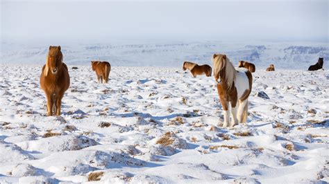 Iceland Horses – Bing Wallpaper Download