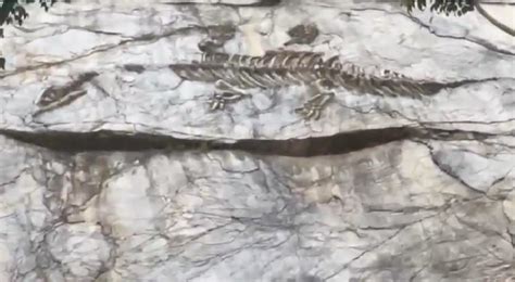 贵州习水县河边疑似发现60多枚恐龙脚印化石 - 神秘的地球 科学|自然|地理|探索