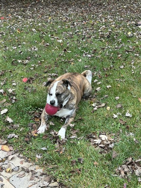 pitkita phoebe, not very excepted by the akita community but the ...