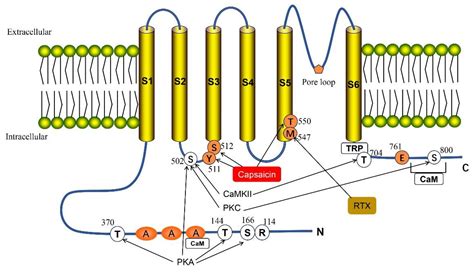 Trpv1structure Illustration 的图像结果
