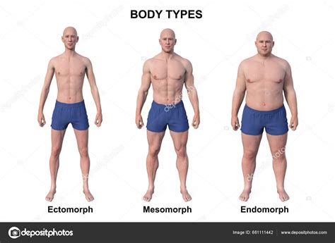 Male Body Types Mesomorph 🔥The Real Difference Between Different
