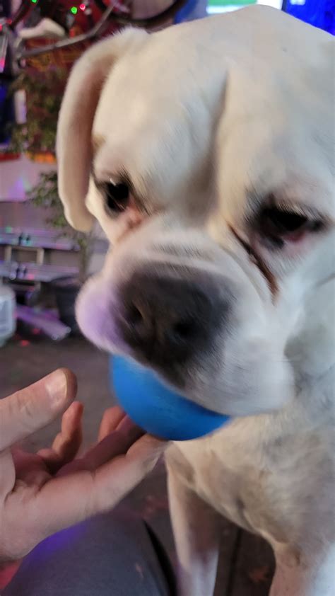 No take, only throw! : r/Boxer