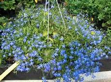 fiori perenni da vaso tra fiori e piante fiori perenni da vaso tra fiori e piante