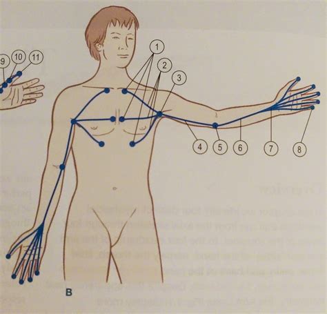 Image result for Anatomic Front Line