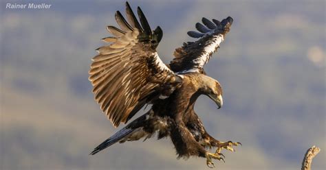 Spanish Imperial Eagles – Explore the Wonders of Nature
