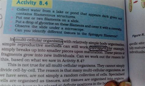 Plzzz ans this....... What is multinucleated and Uni nucleated ?Cells ...